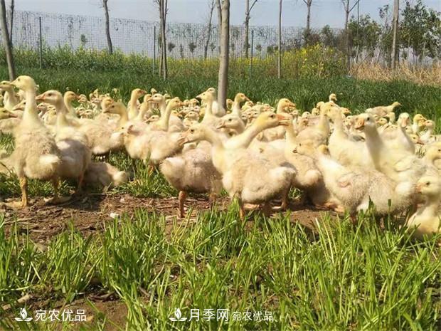 南陽脫溫鵝苗孵化廠 南陽鵝苗孵化基地直銷價(jià)格(圖3)