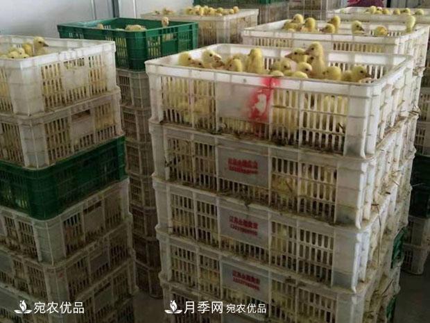 南陽脫溫鵝苗孵化廠 南陽鵝苗孵化基地直銷價(jià)格(圖2)