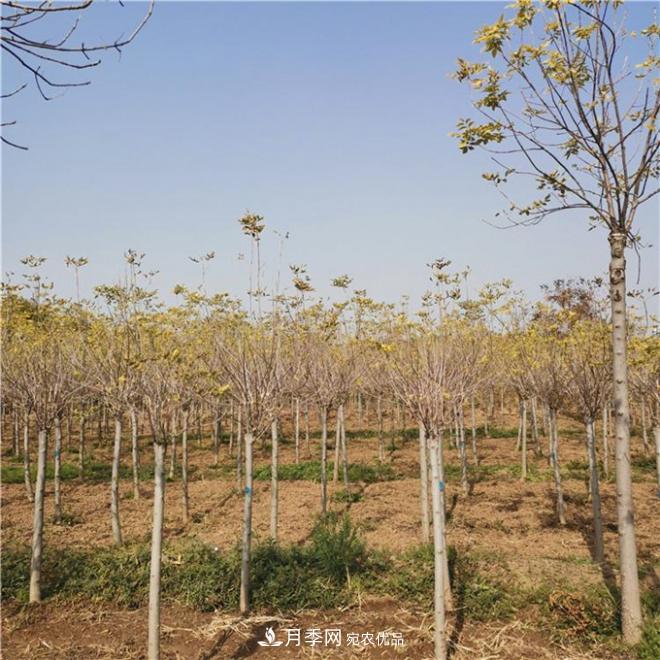 金葉復葉槭南陽基地直銷，3-10公分報價(圖4)