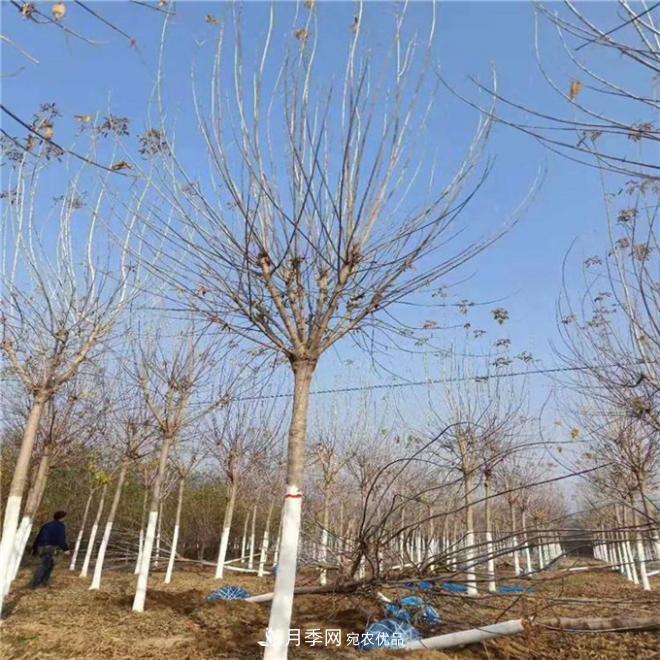金葉復葉槭南陽基地直銷，3-10公分報價(圖3)