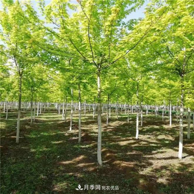 金葉復葉槭南陽基地直銷，3-10公分報價(圖1)