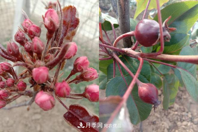 1-3年生全紅梨樹苗方城基地直銷！成活率高 價(jià)值突出(圖5)