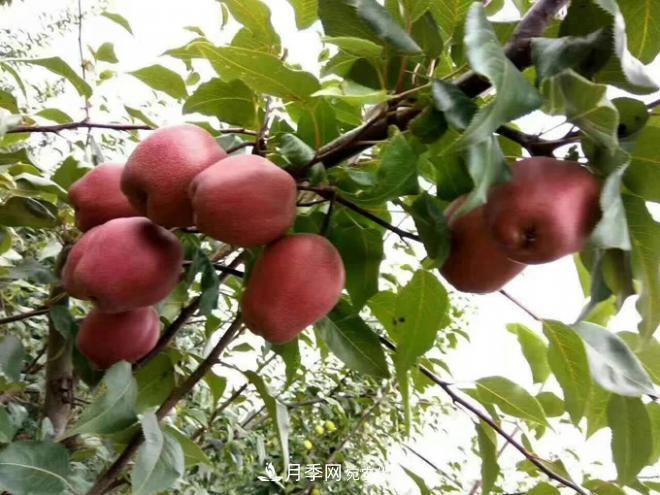 1-3年生全紅梨樹苗方城基地直銷！成活率高 價(jià)值突出(圖3)
