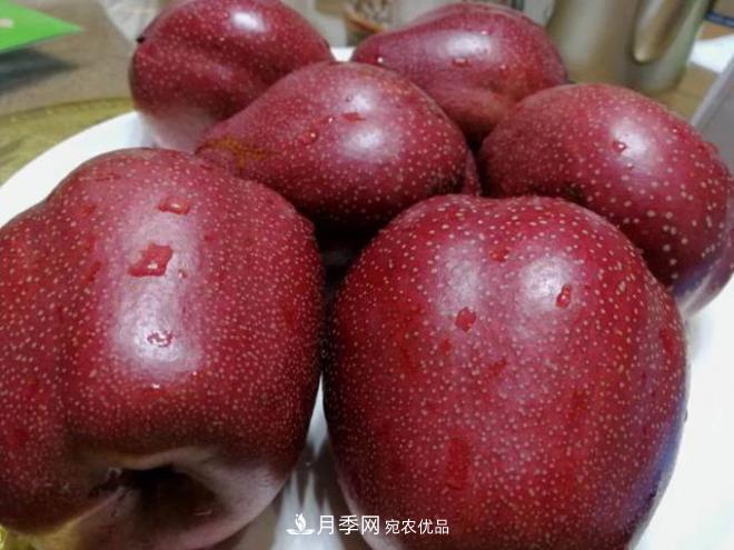 1-3年生全紅梨樹苗方城基地直銷！成活率高 價(jià)值突出(圖2)