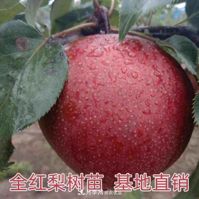 1-3年生全紅梨樹苗方城基地直銷！成活率高 價(jià)值突出(圖1)