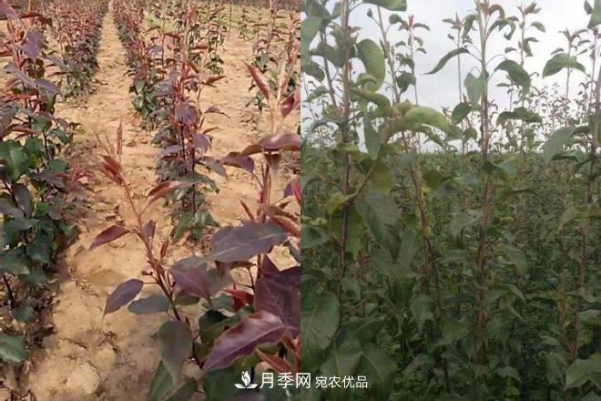 1-3年生全紅梨樹苗方城基地直銷！成活率高 價(jià)值突出(圖4)