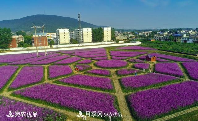 馬鞭草爭艷怒放 南陽達(dá)士營村美麗鄉(xiāng)村夢幻家園(圖1)