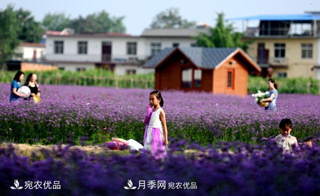 馬鞭草爭艷怒放 南陽達(dá)士營村美麗鄉(xiāng)村夢幻家園(圖2)