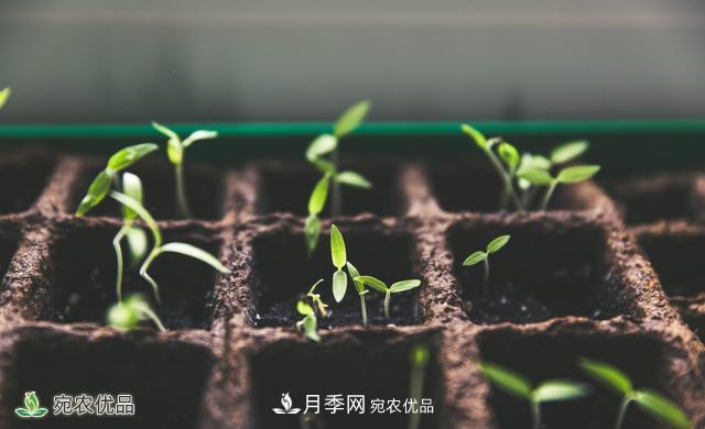 河南苗木人你可知實(shí)生苗和自根苗有什么區(qū)別？(圖1)