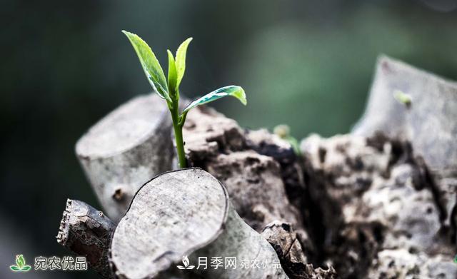 河南苗木人你可知實(shí)生苗和自根苗有什么區(qū)別？(圖2)