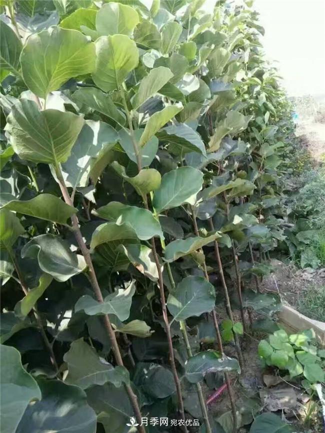 南陽(yáng)南召玉蘭基地，廣玉蘭苗木繁育技術(shù)分享(圖2)