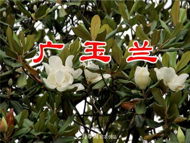 南陽(yáng)南召玉蘭基地，廣玉蘭苗木繁育技術(shù)分享(圖3)