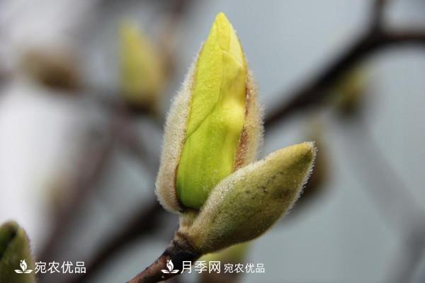 南陽特產：南召辛夷(圖1)