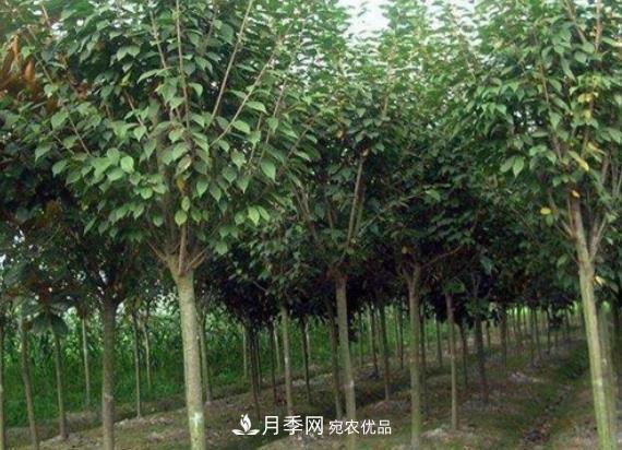 桐柏桂花石楠苗木花卉專(zhuān)業(yè)基地(圖1)