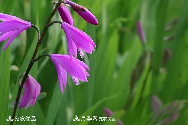 南陽中藥材白芨的養(yǎng)殖技術方法(圖1)