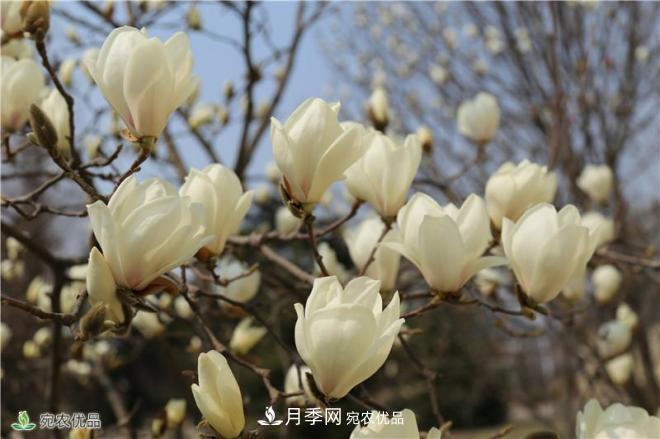 中國(guó)玉蘭之鄉(xiāng)，南陽(yáng)白玉蘭花開潔白如玉(圖1)