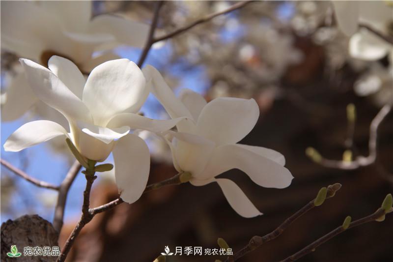 中國(guó)玉蘭之鄉(xiāng)，南陽(yáng)白玉蘭花開潔白如玉(圖4)