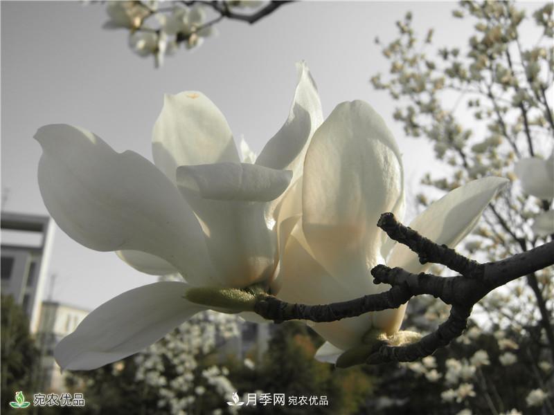 中國(guó)玉蘭之鄉(xiāng)，南陽(yáng)白玉蘭花開潔白如玉(圖3)