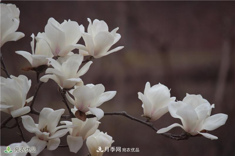 中國(guó)玉蘭之鄉(xiāng)，南陽(yáng)白玉蘭花開潔白如玉(圖2)