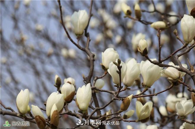 中國(guó)玉蘭之鄉(xiāng)，南陽(yáng)白玉蘭花開潔白如玉(圖6)