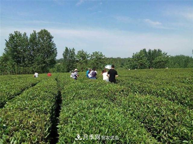 南陽特產：桐柏紅茶葉(圖3)
