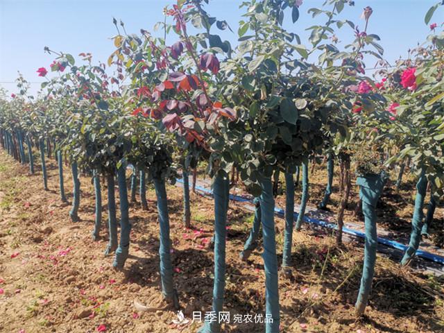 什么樣的南陽(yáng)苗木才能賣(mài)出高價(jià)！(圖1)
