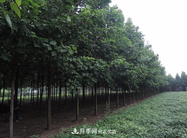 南陽(yáng)市臥龍區(qū)創(chuàng)景速生楸樹(shù)苗木基地(圖1)