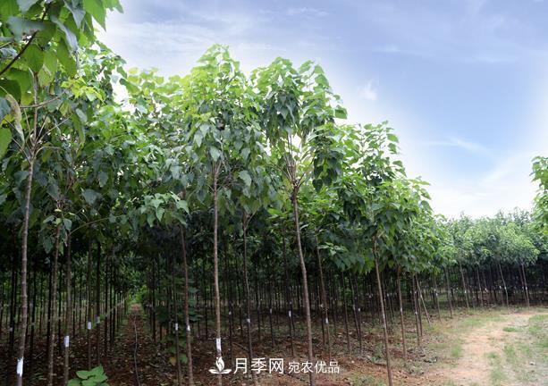 南陽(yáng)市臥龍區(qū)創(chuàng)景速生楸樹(shù)苗木基地(圖2)