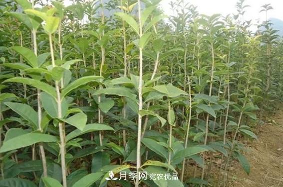 快速學習南陽苗木行業(yè)的規(guī)格術語 胸徑米徑冠幅(圖1)