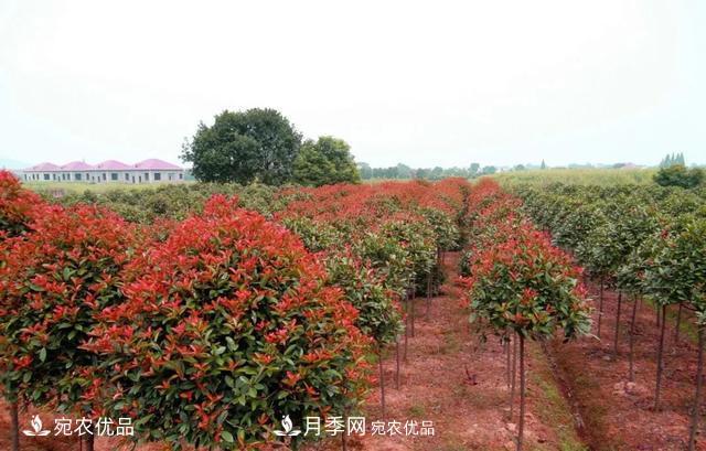 苗木怎么才能賺大錢？首先你得學(xué)會炒作(圖1)