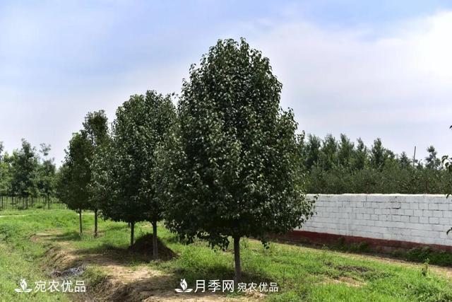論南陽苗木花卉行業(yè)的內(nèi)銷與外銷(圖4)