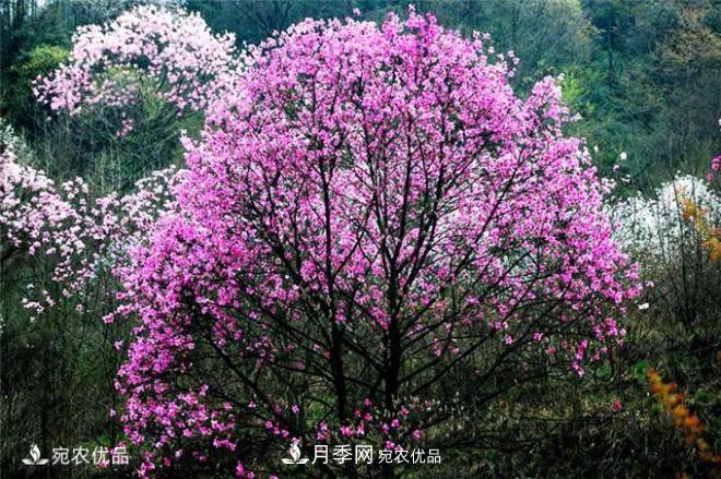 中國辛夷之鄉(xiāng)，帶你看看什么是南陽南召辛夷花(圖2)