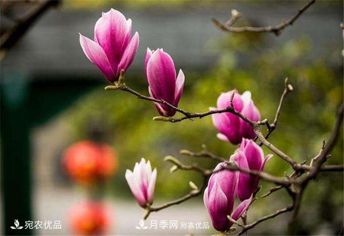 中國辛夷之鄉(xiāng)，帶你看看什么是南陽南召辛夷花(圖3)