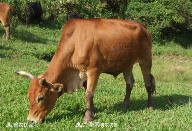南陽黃牛，中國地理標志保護農(nóng)產(chǎn)品(圖2)