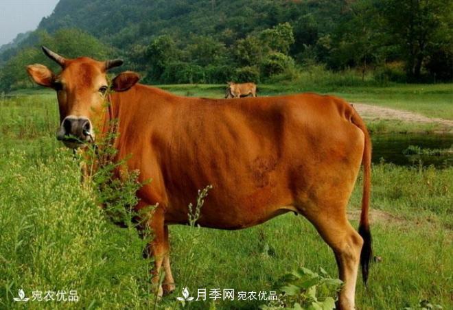 南陽黃牛，中國地理標志保護農(nóng)產(chǎn)品(圖1)