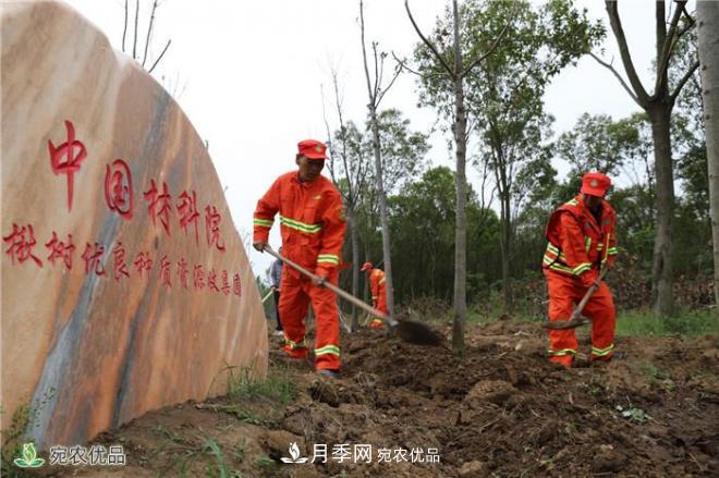 南陽打造林木優(yōu)良種質(zhì)資源庫——香椿揪樹爭俏蘭湖公園(圖2)
