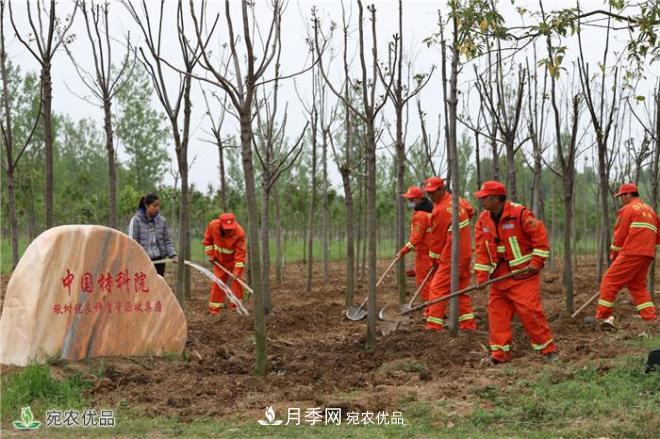南陽打造林木優(yōu)良種質(zhì)資源庫——香椿揪樹爭俏蘭湖公園(圖1)