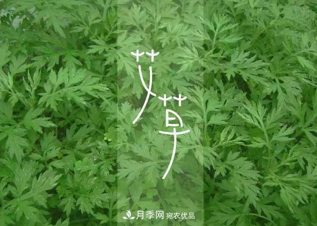 南陽艾草產(chǎn)業(yè)發(fā)展規(guī)劃（2019-2023 年），快來看看吧！(圖3)