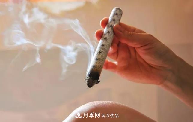 南陽艾草產(chǎn)業(yè)發(fā)展規(guī)劃（2019-2023 年），快來看看吧！(圖2)