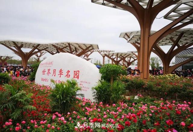 南陽月季大觀園，單靠月季你引不起“全村人”的興趣！(圖1)