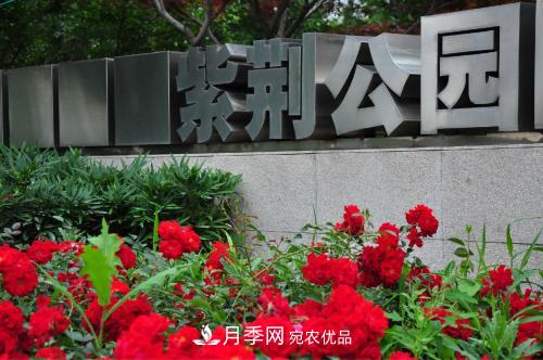 常州紫荊公園走紅，被稱“世界月季名園”，免門票創(chuàng)世界**(圖1)