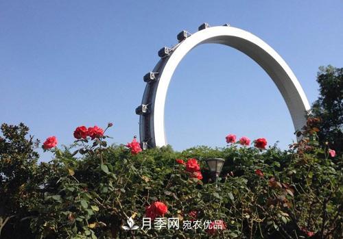 常州紫荊公園走紅，被稱“世界月季名園”，免門票創(chuàng)世界**(圖2)