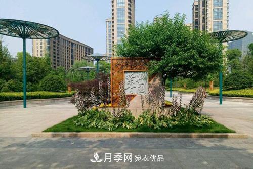 常州紫荊公園走紅，被稱“世界月季名園”，免門票創(chuàng)世界**(圖3)