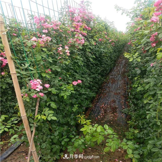 月季網(wǎng)片，藤本造型，月季花墻批發(fā)價格(圖3)