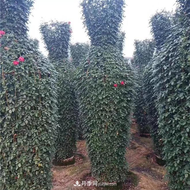 月季花瓶，南陽基地花瓶造型月季批發(fā)價格(圖1)
