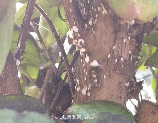 紫薇葉片蒙上一層“煤油”？罪魁禍?zhǔn)资撬?圖1)