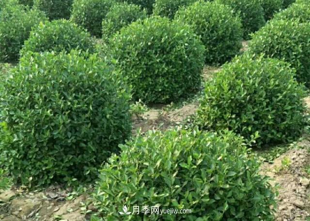 2020年苗木行業(yè)開啟價格白刃戰(zhàn)，誰主沉??？(圖1)