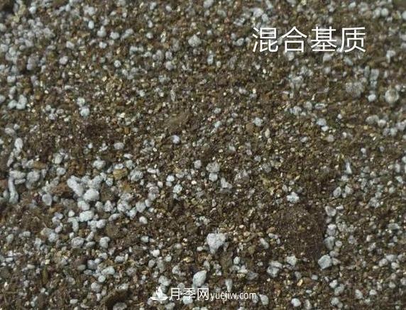 月季剪個枝，插到土里能生根嗎？(圖2)