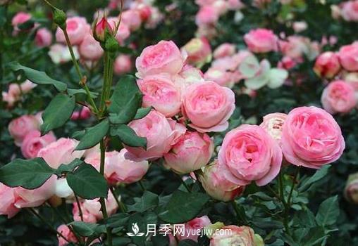 月季剪枝插土生根，扦插條件和辦法詳解(圖1)