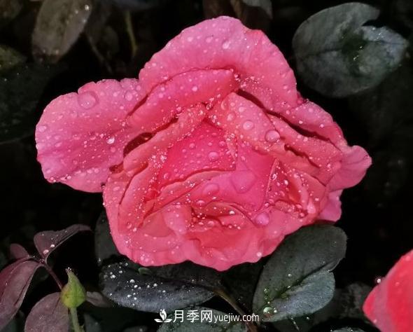 夜色下的謙卑，月季到底有多美？(圖1)